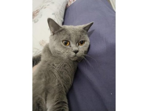 Erkek british shorthair kısırlaştırılmadı 1 yaşında