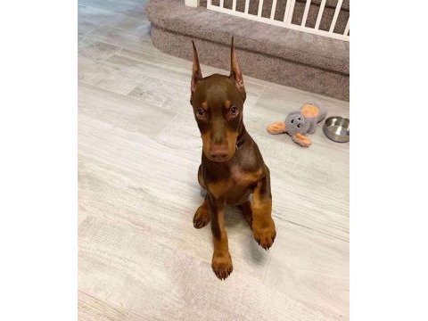 Kızıl ve izabel çivi estetikli doberman yavrular