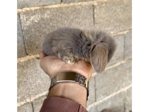 Hollanda blue teddy lop tavşanı