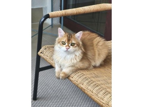British longhair kedisi