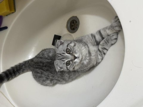1 yaşında scottish fold kedimiz
