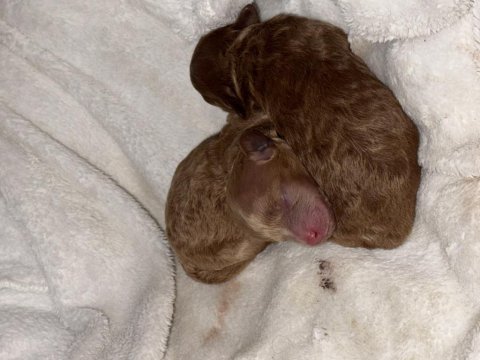 Bal kızımın poodle yavruları