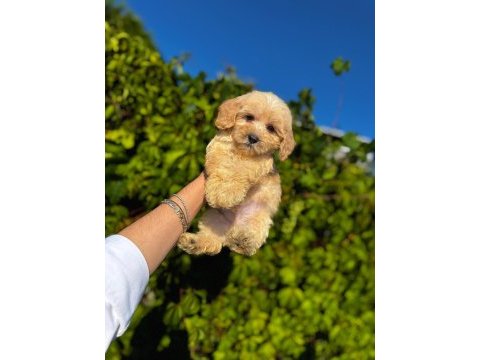 Maltipoo yavrular