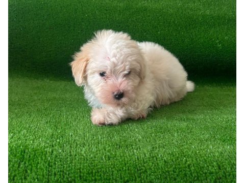 Maltipoo bebekler