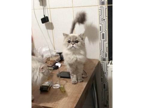 British longhair dişi