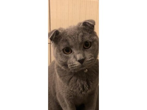 İki tane karnesi scottish fold var çok uysal