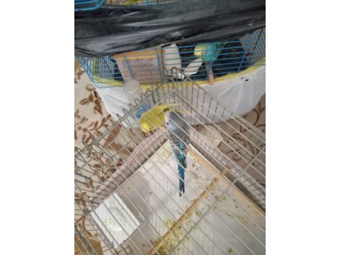 Sahibinden muhabet kuşu