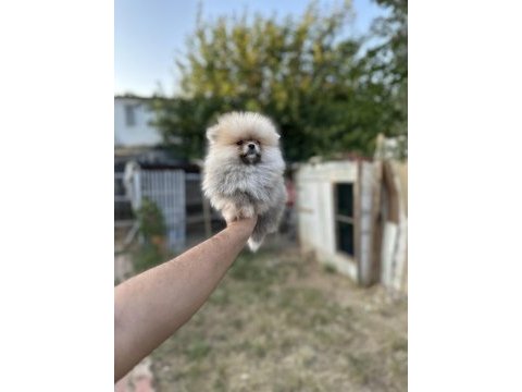 Sağlık ve ırk garantili pomeranian boo yavrularımız
