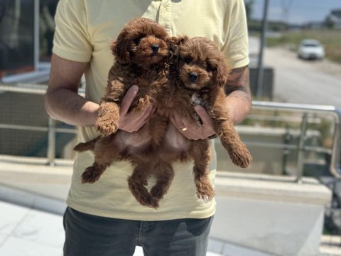 Petmode köpek çiftliğinden ziyarete maltipoo
