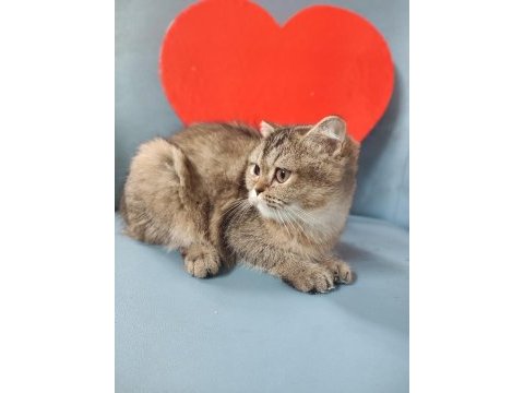 Yavru scottish fold