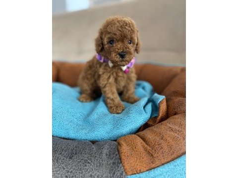 Anne altından tuvalet terbiyeli en mini boy poodle bebekler