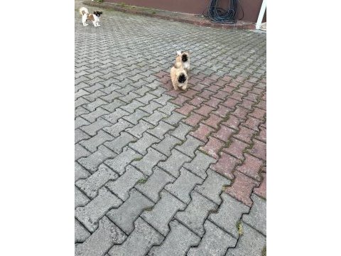Evde doğan sağlıklı 2 aylık pekinez yavrular