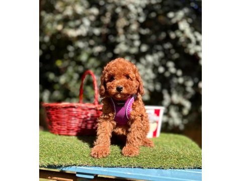 Safkan toy poodle yavrular