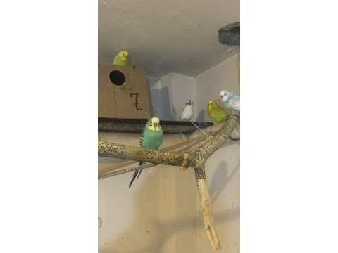 Jumbo kırığı yerli muhabbet kuşu erkekler