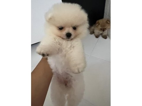 Pomeranian ayı yavrumuz