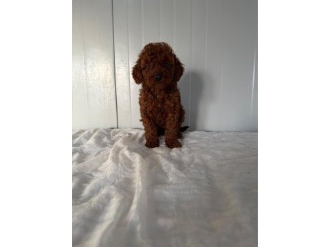 Dişi dark brown toy poodle tatlış mı tatlış