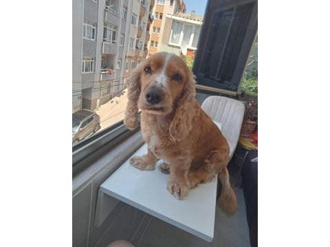 Cocker canımız için ona sahip çıkacak bir aile arıyoruz