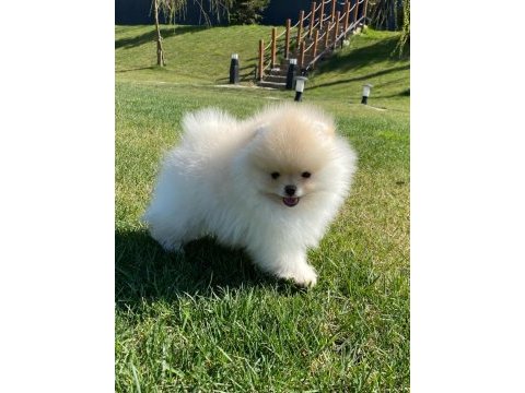 Pomeranian boo bebekleri 