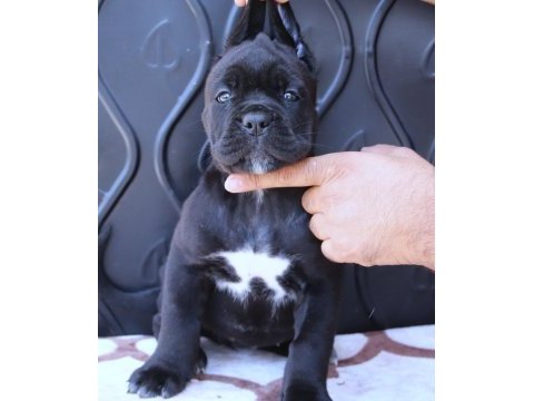 Fcı-kıf secereli safkan cane corso yavrular