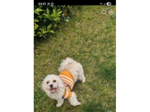 Erkek kısır bütün komutları yerine getirir uysal poodle