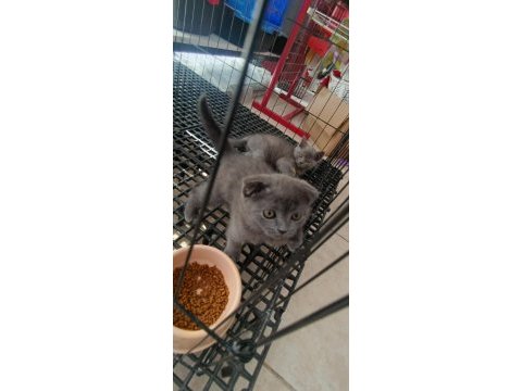 Evinize neşe katacak scottish fold