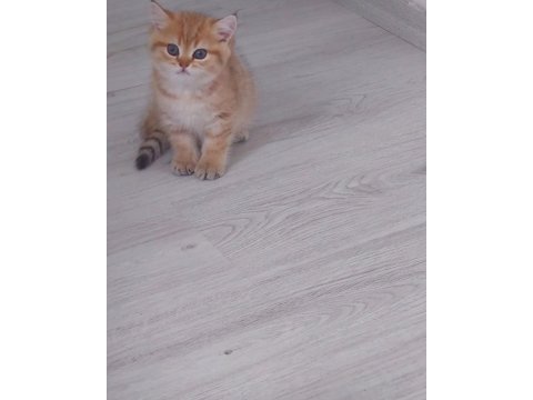 Safkan british shorthair secereli anne babadan full