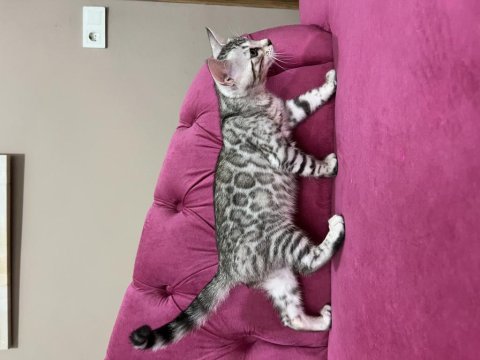 Silver bengal yavruları ( faturalı) 