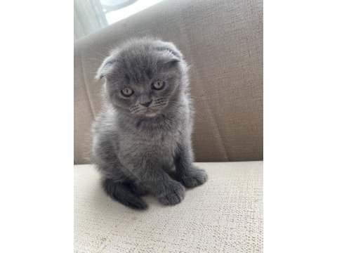 Scottish fold dişi ve erkek yavrular
