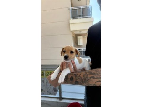 Orjinal jack russell yavrular 2 dişi 2 erkek