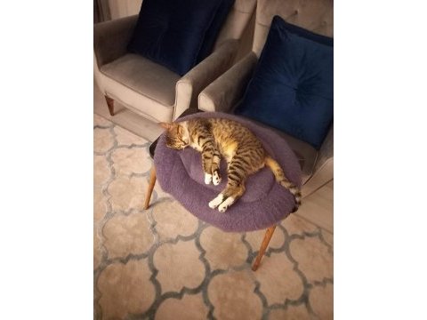 Oyuncu tekir sahiplendirme