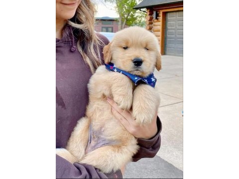Golden retriever yavrular canlı görerek alabilirsiniz