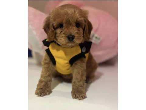 Bebek surat oyuncak gibi maltıpoo bebekler