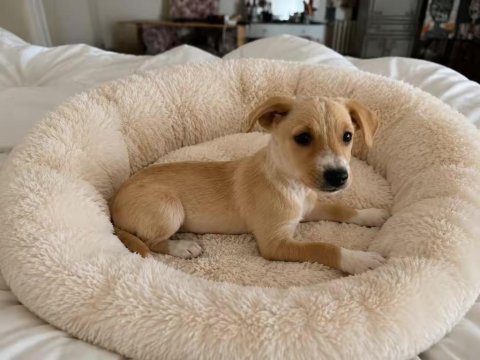 Jack russell pinscher melezi yavru