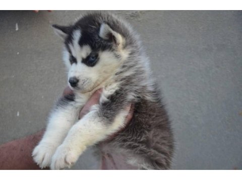 Husky sibirya yavruları