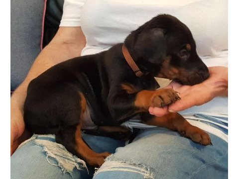 Doberman yavrularımız