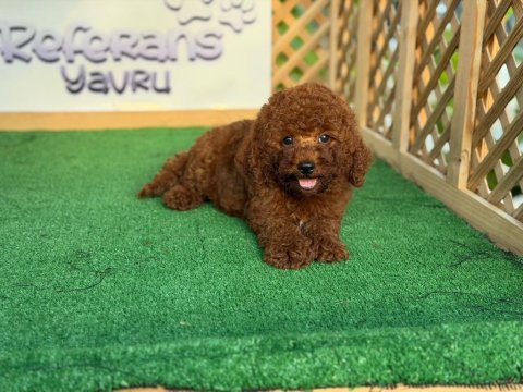 Poodle yavrusu