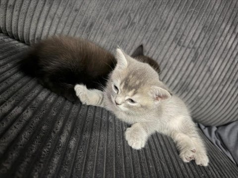 56 günlük british shorthair çok uysal