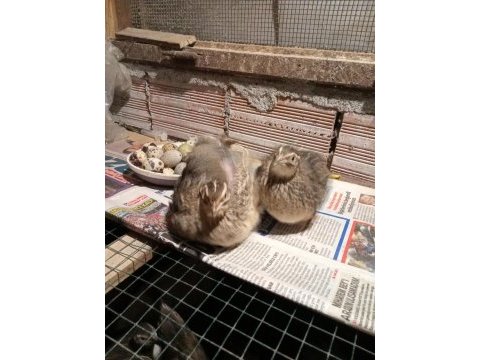 Çatalca bıldırcın ve döllü yumurta sahiplendirme