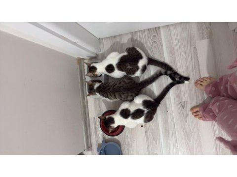 Kedilerimizi sahiplendirme