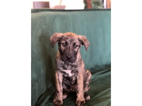 Köpeğimiz raskal 2,5 aylık aile arıyor