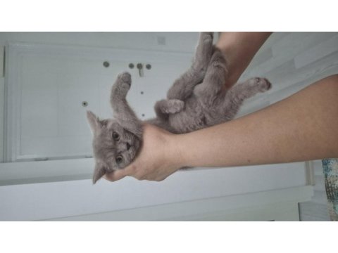 2 aylık british shorthair