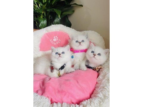 Maviş point british shorthair bebeğim 