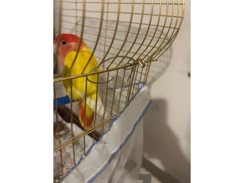 1 yaşında sevda papağanı
