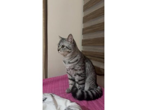 Kedimiz zeus yeni yuvasını arıyor