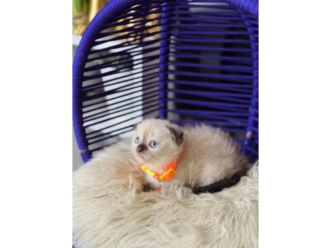 Scottish fold chocolate point
