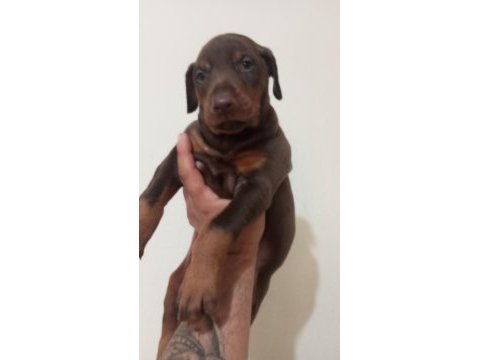 Kaliteli king doberman yavrular