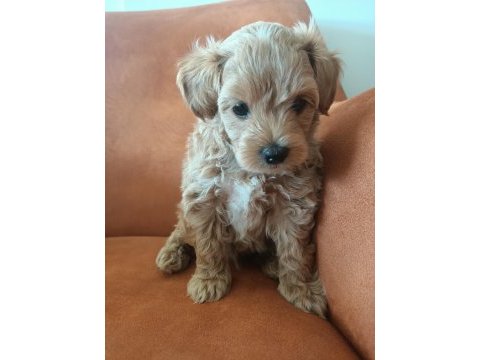 Çok tatlı maltipoo erkek yavrumuz