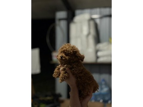 Kore poodle yavruları yeni yuvasına hazır