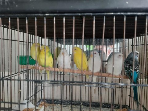 Bodrum kuş dünyası sultan papağanlari