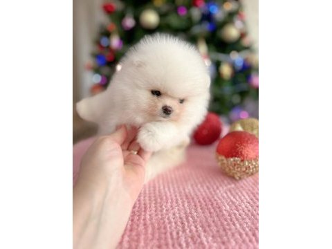 Ayı surat pomeranian yavrular